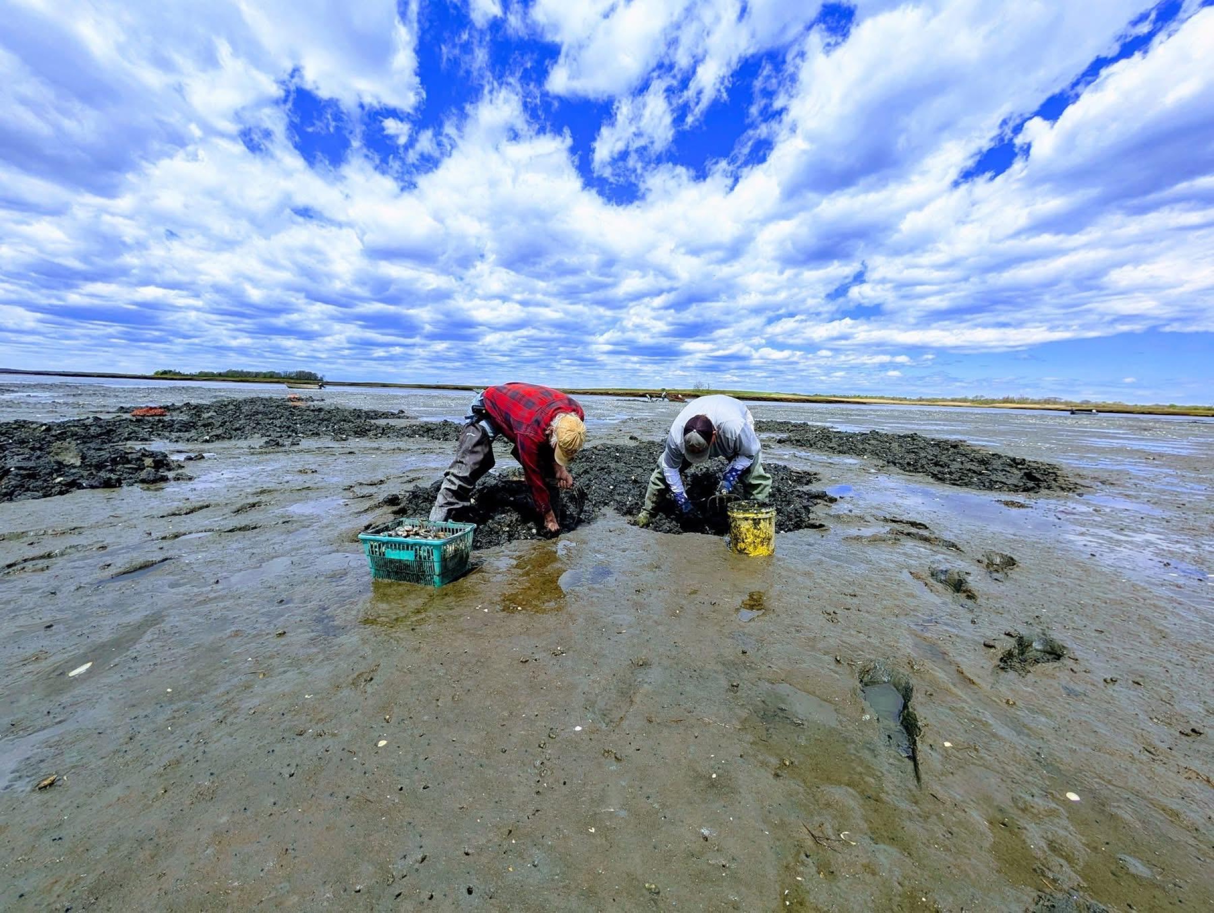 Clam diggers working the 2nd Essex mudflats at low tide
