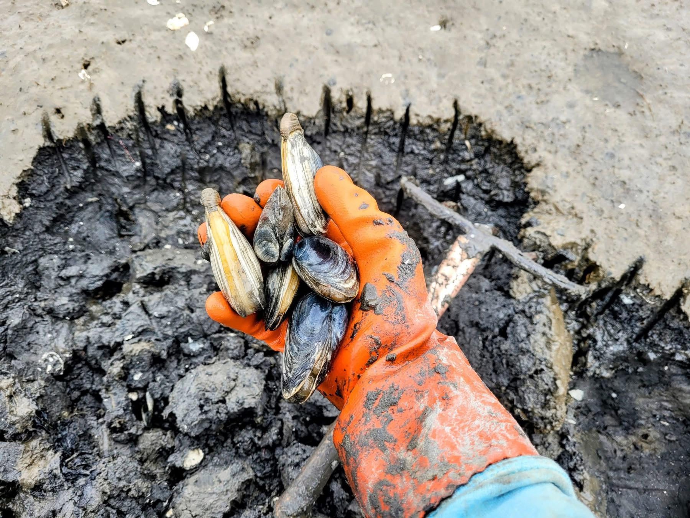 Fresh clams from the 2nd Essex working coast